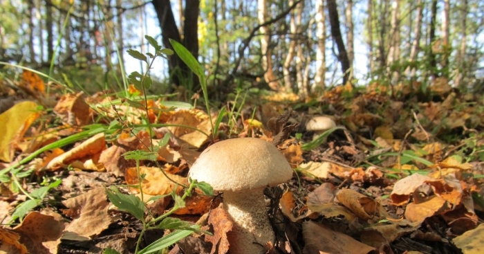 Грибы в осеннем лесу