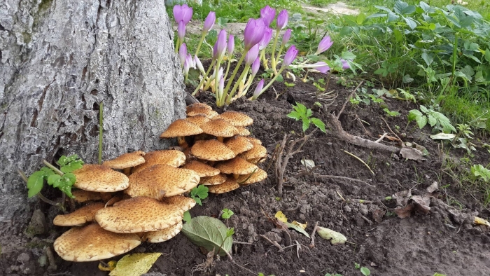 Чешуйчатка обыкновенная королевский опёнок