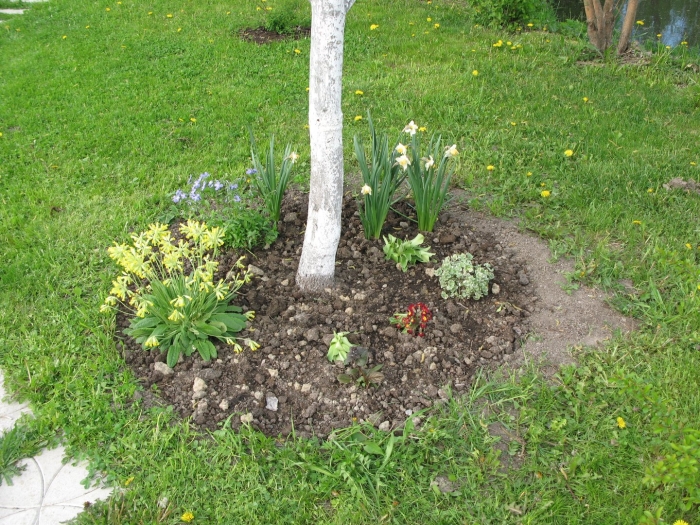 Приствольный круг яблони портулак