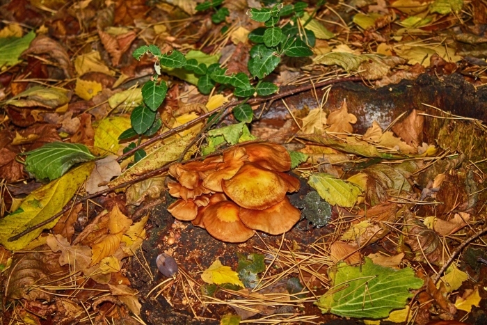 Летний опенок kuehneromyces mutabilis
