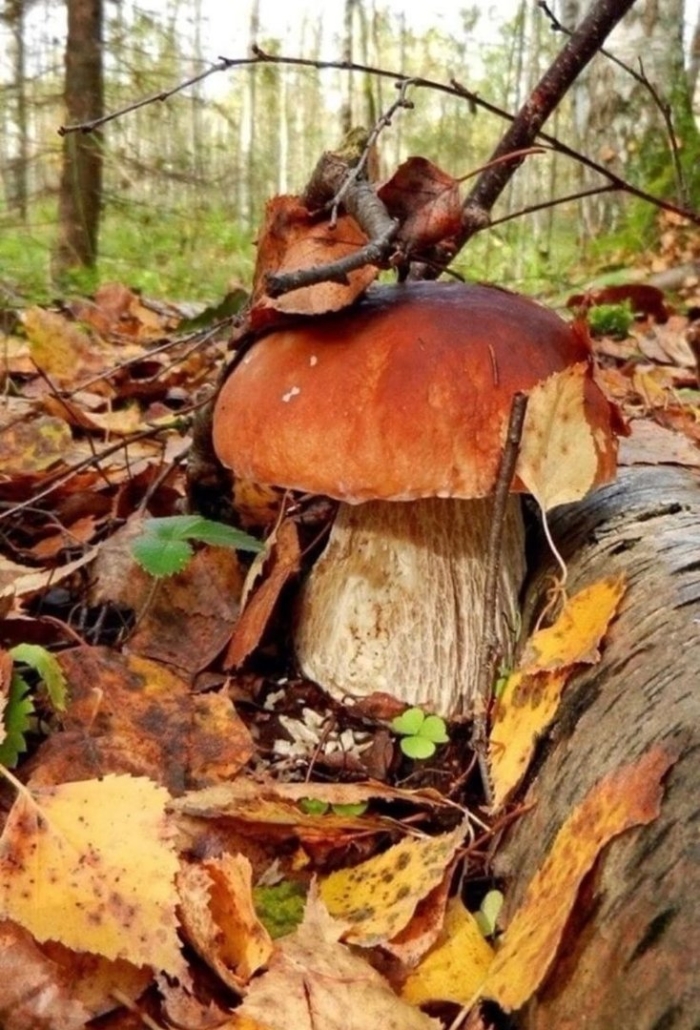 Белый гриб боровик