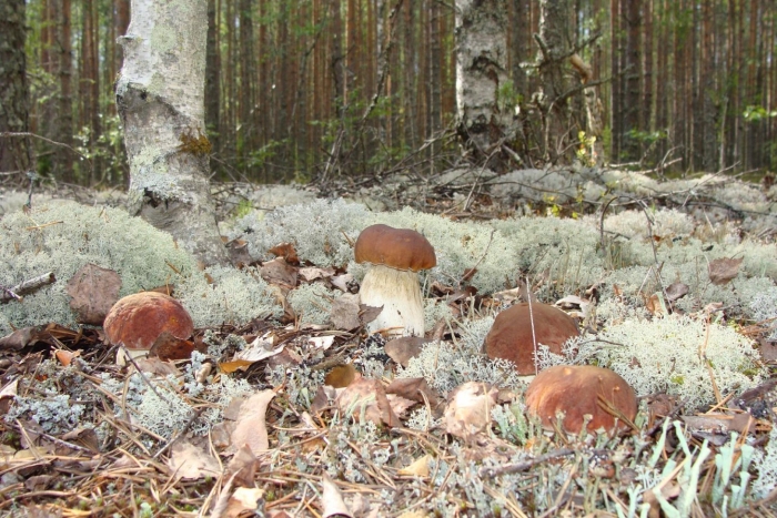 Грибы в сосновом бору ленинградской области