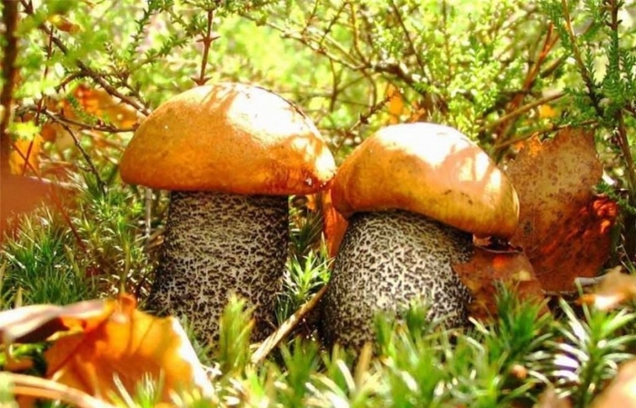 Тит грибник листопадник