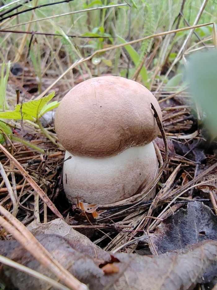 Подберезовик твердоватый