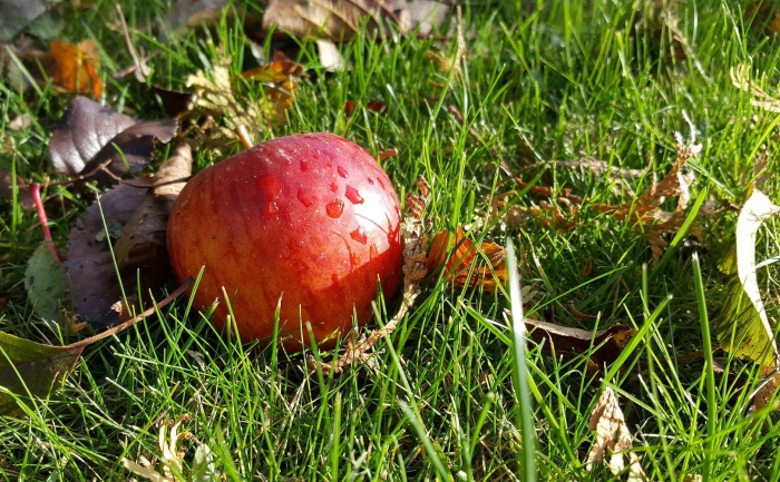 Гриб молодильное яблоко