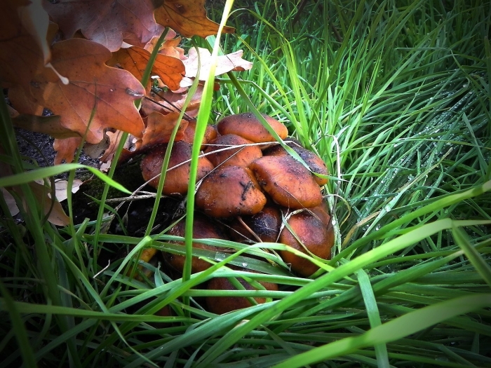 Полевые осенние грибы