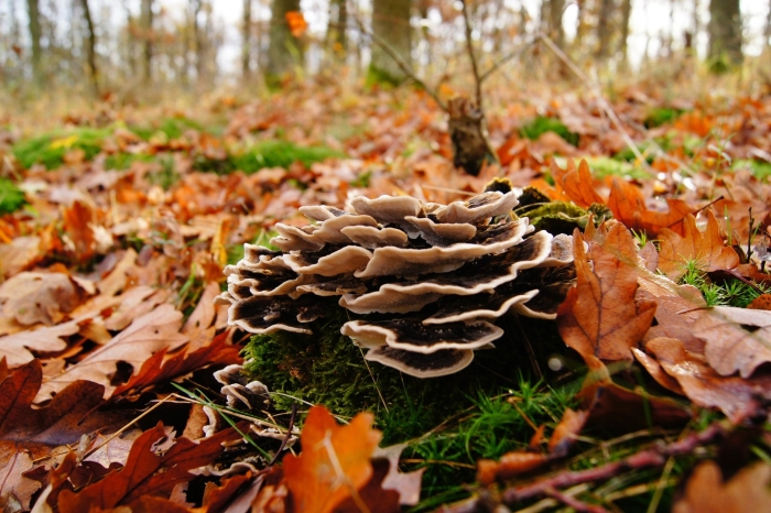 Trametes versicolor