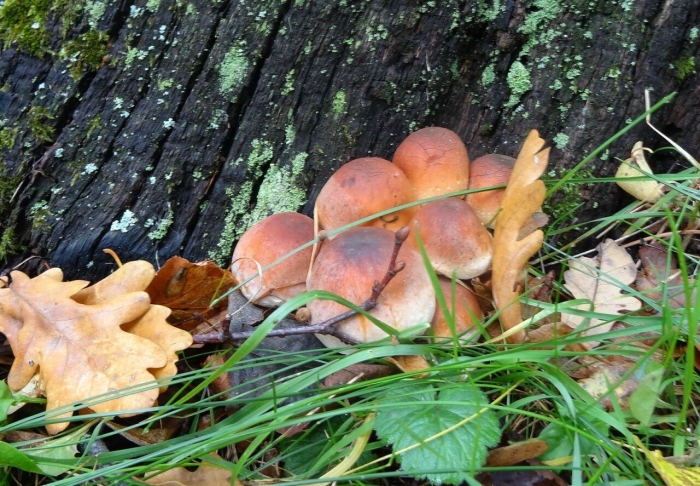 Гриб опенок