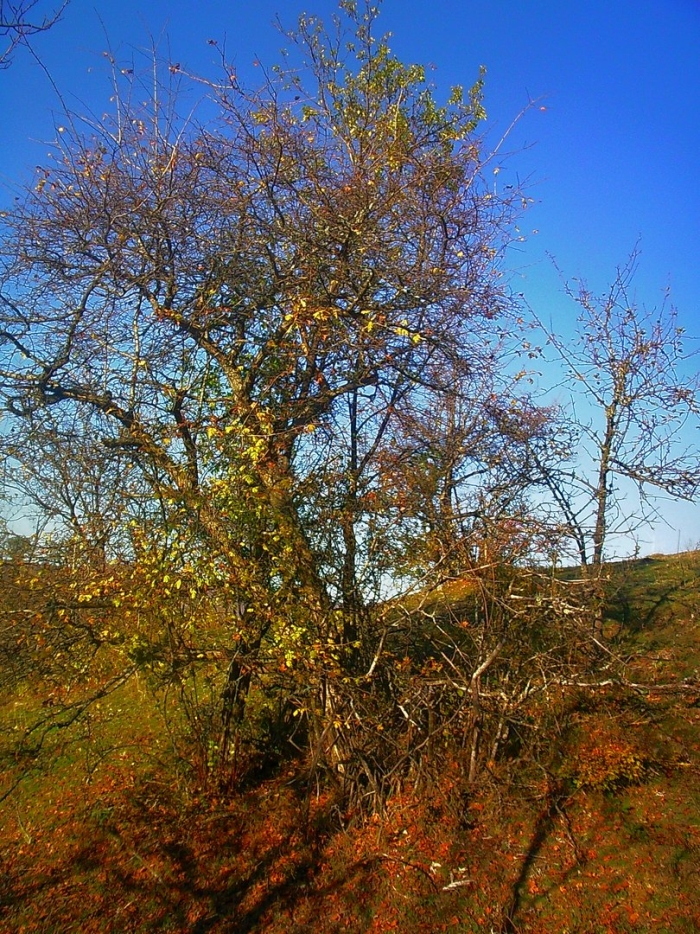 Яблоня осенью