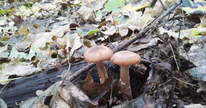 Опята в лесу