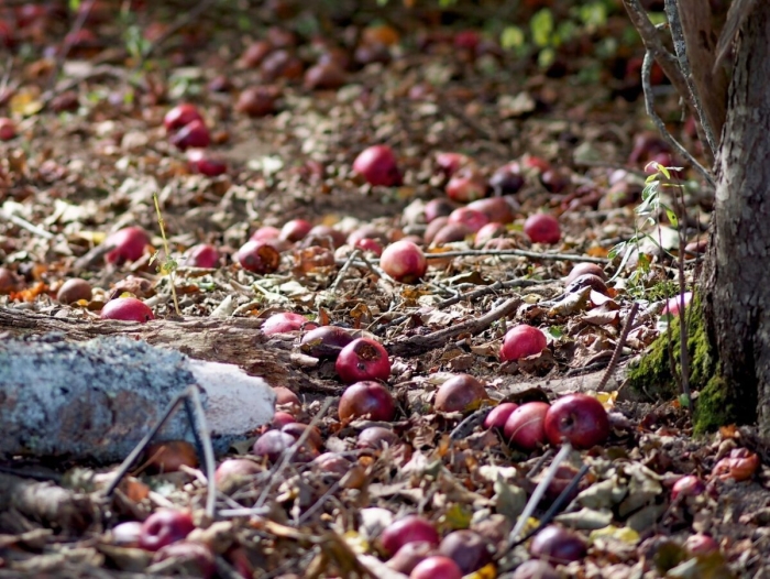 Яблоня с яблоками