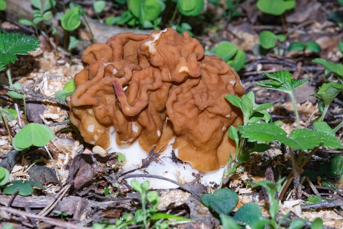Строчок гигантский — gyromitra gigas.