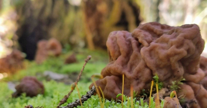 Строчок обыкновенный