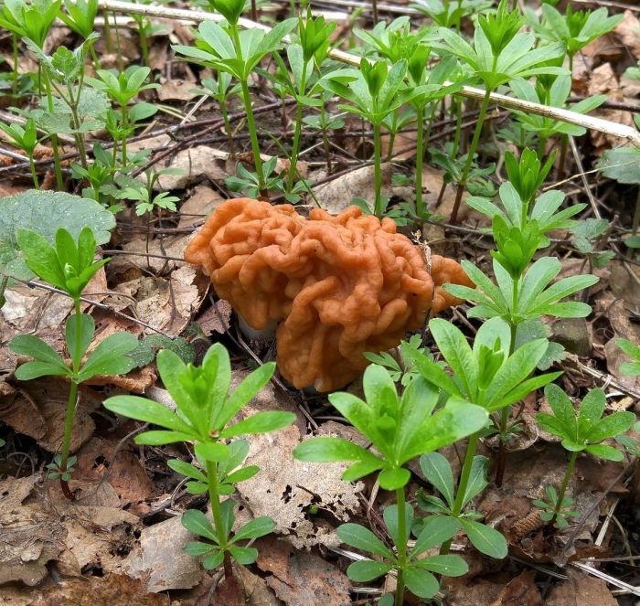 Строчок обыкновенный