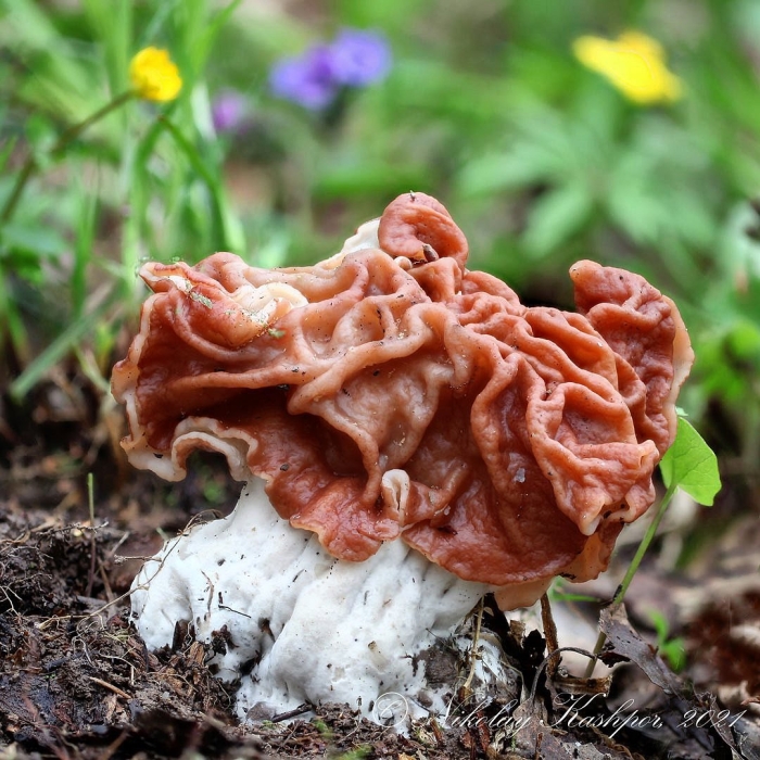 Гриб строчок обыкновенный