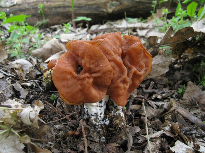 Строчок островерхий