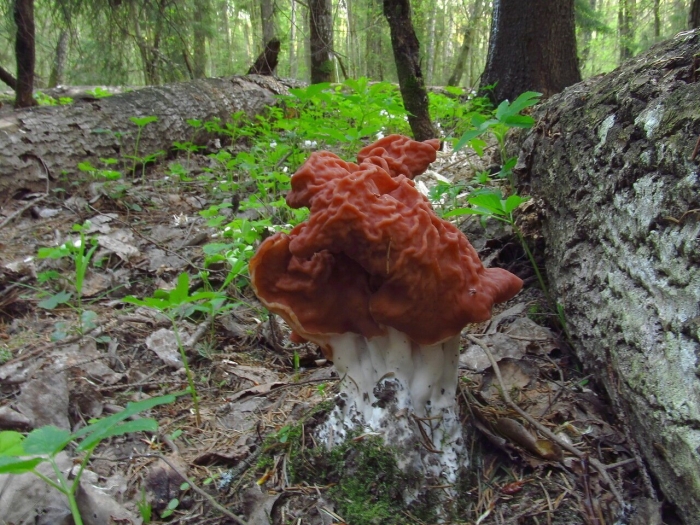 Строчок островерхий