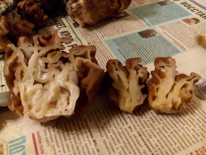 Разрез строчок гриб