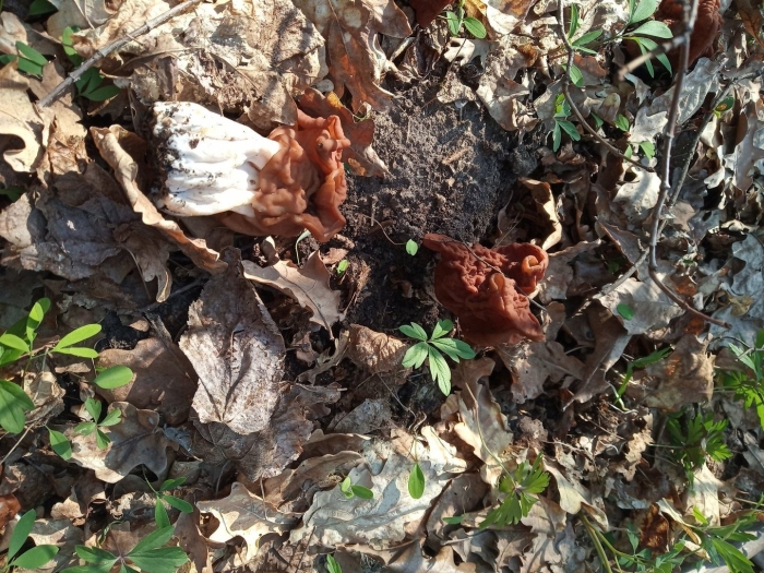 Строчок пучковый gyromitra fastigiata