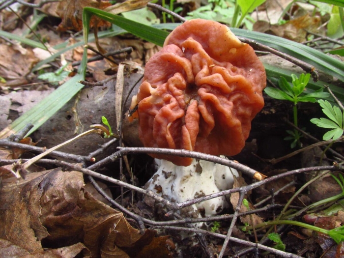 Строчок обыкновенный ядовитый гриб