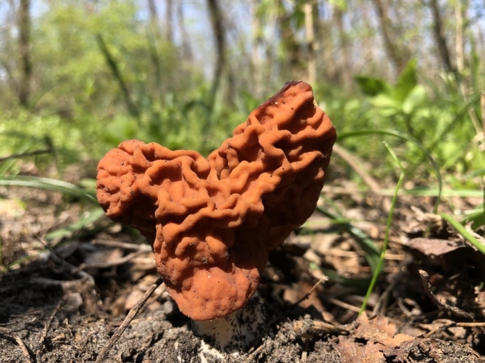 Гриб строчок