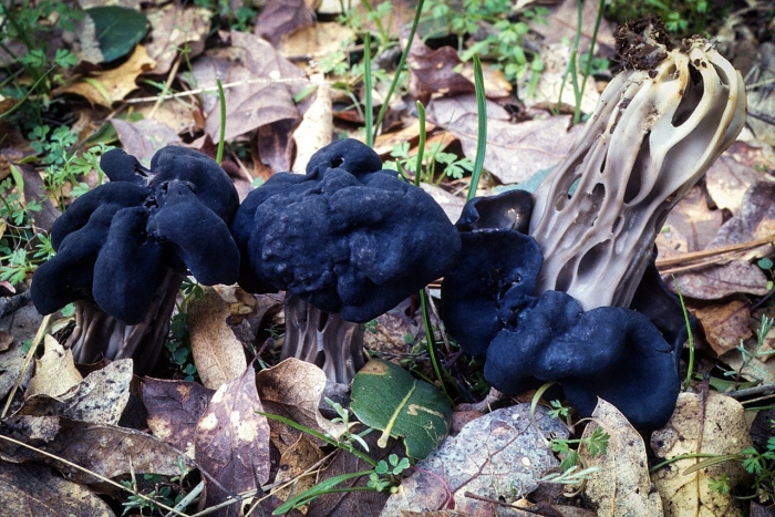 Helvella dryophila