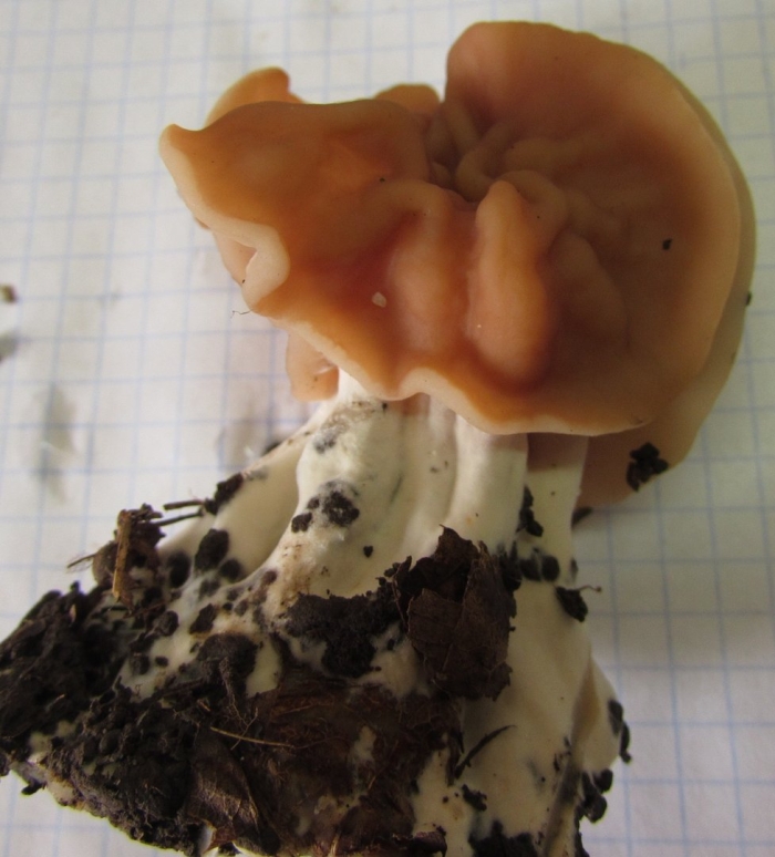 Строчок пучковый gyromitra fastigiata