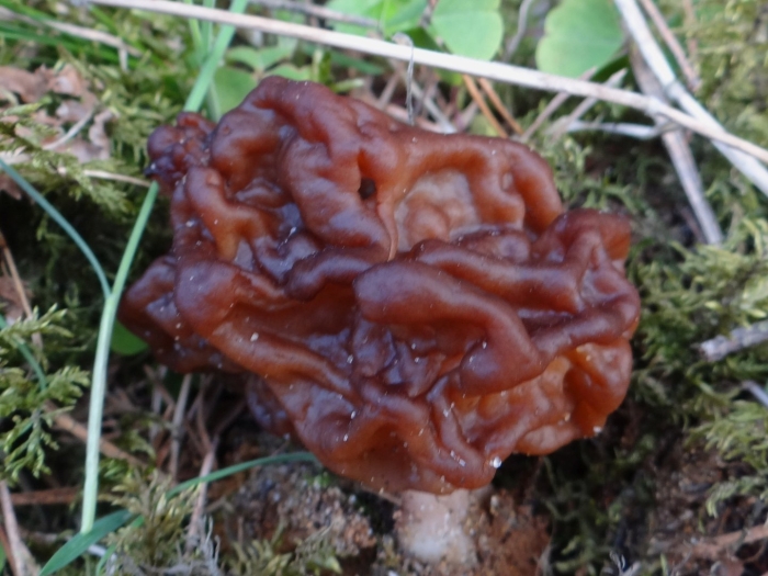 Gyromitra esculenta