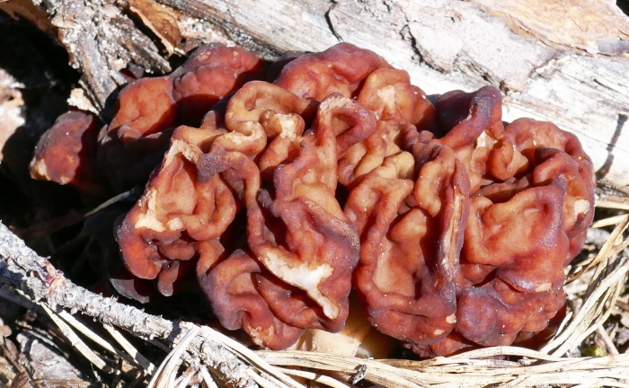 Gyromitra esculenta