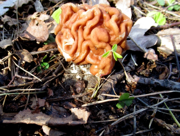 Строчок гигантский и обыкновенный