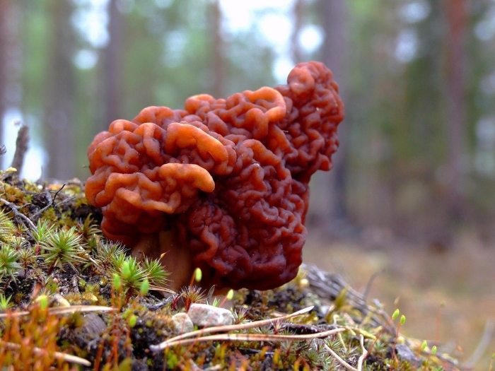 Гриб строчок обыкновенный