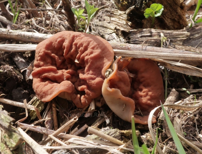 Строчок островерхий