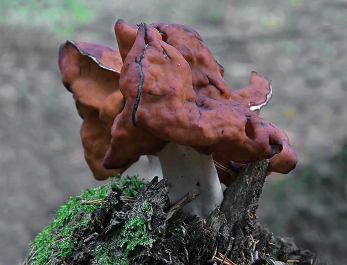Gyromitra infula