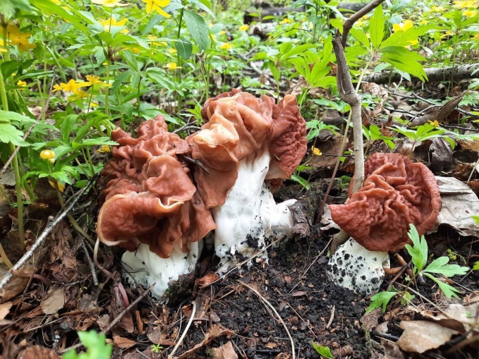 Гриб строчок обыкновенный