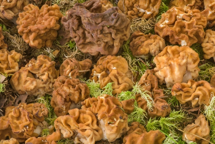 Гриб строчок гигантский