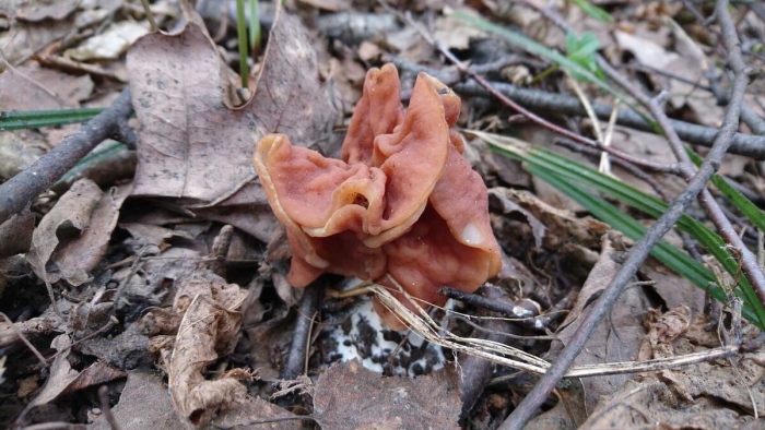 Строчок уссурийский