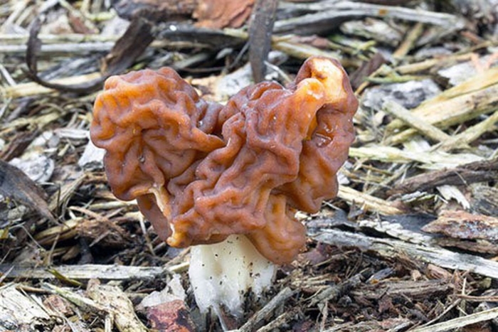 Строчок пучковый съедобный?