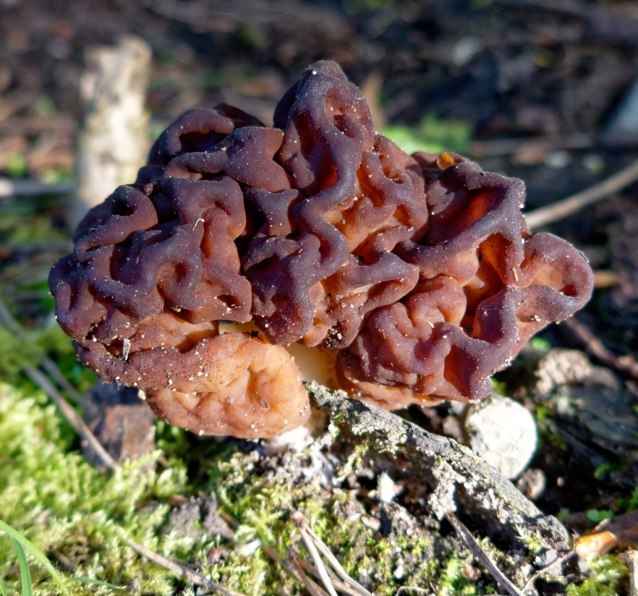 Gyromitra esculenta