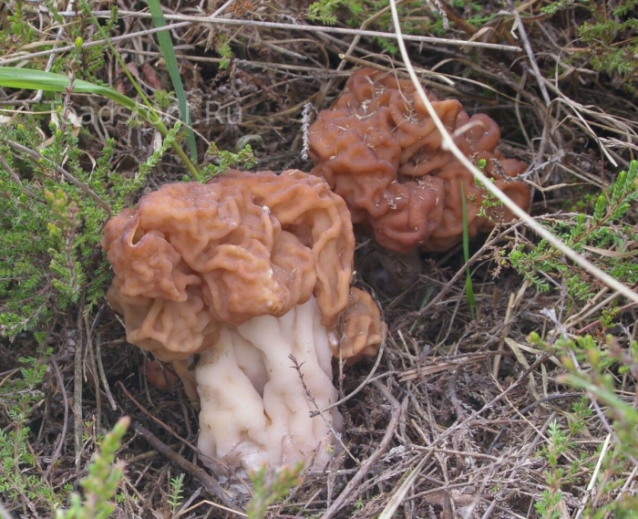 Строчок гигантский