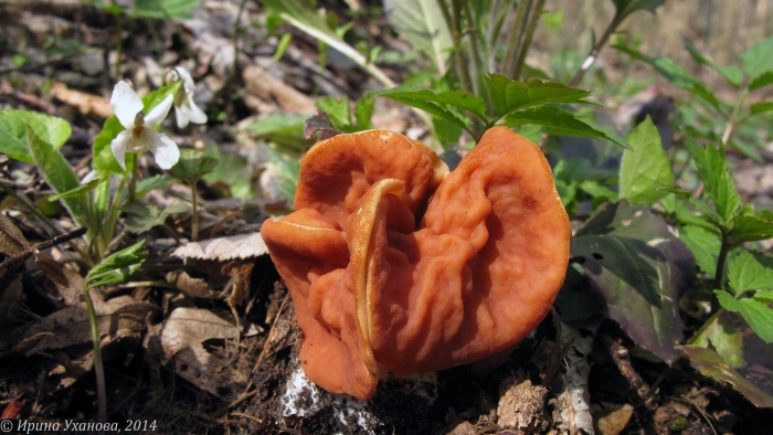 Gyromitra fastigiata
