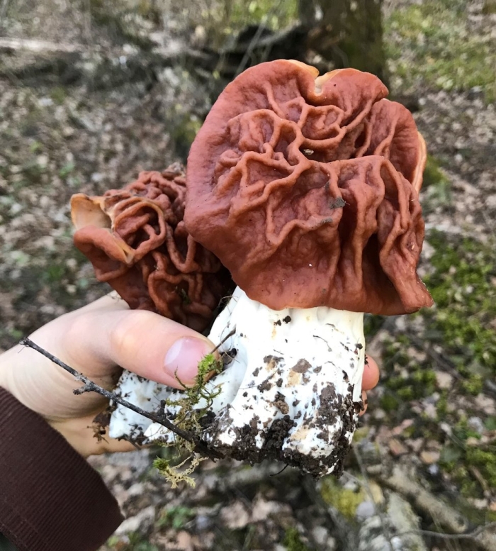 Строчок гигантский