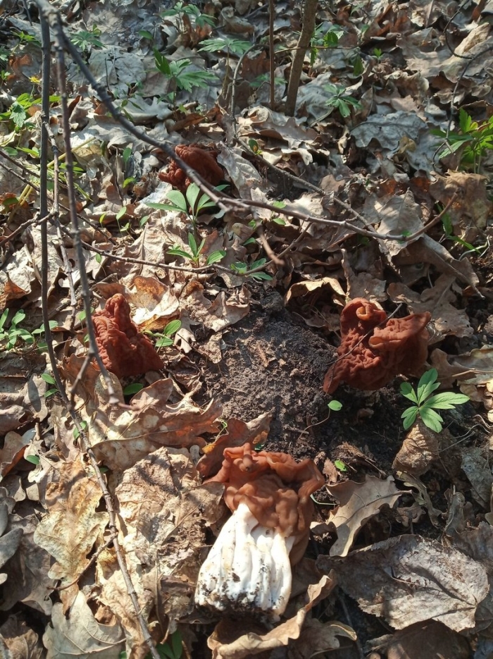 Строчок и сморчок