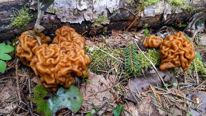 Строчок обыкновенный гриб