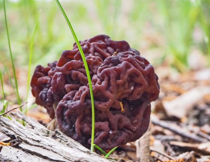 Строчок осенний