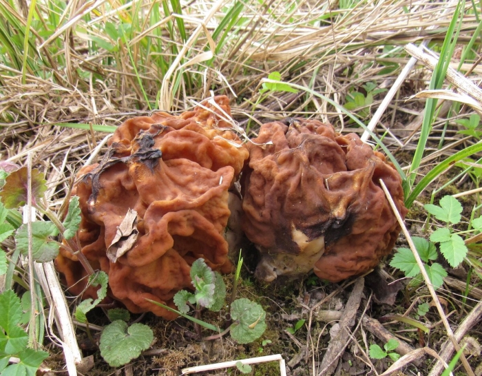 Строчок гигантский — gyromitra gigas.