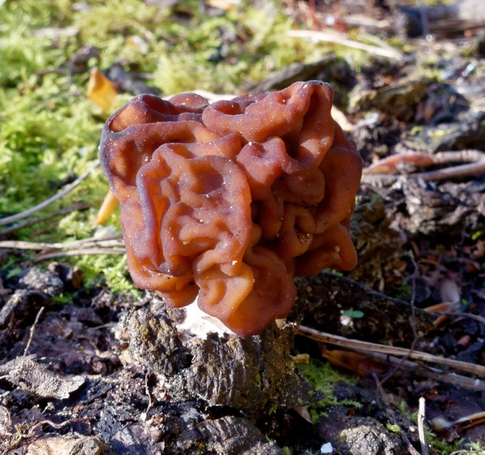 Gyromitra splendida строчок блистательный