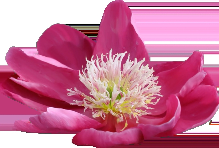 Цветок на белом фоне