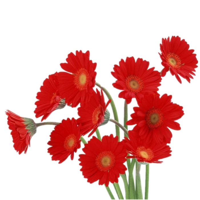 Гербера красная