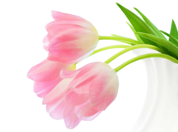 Розовые тюльпаны