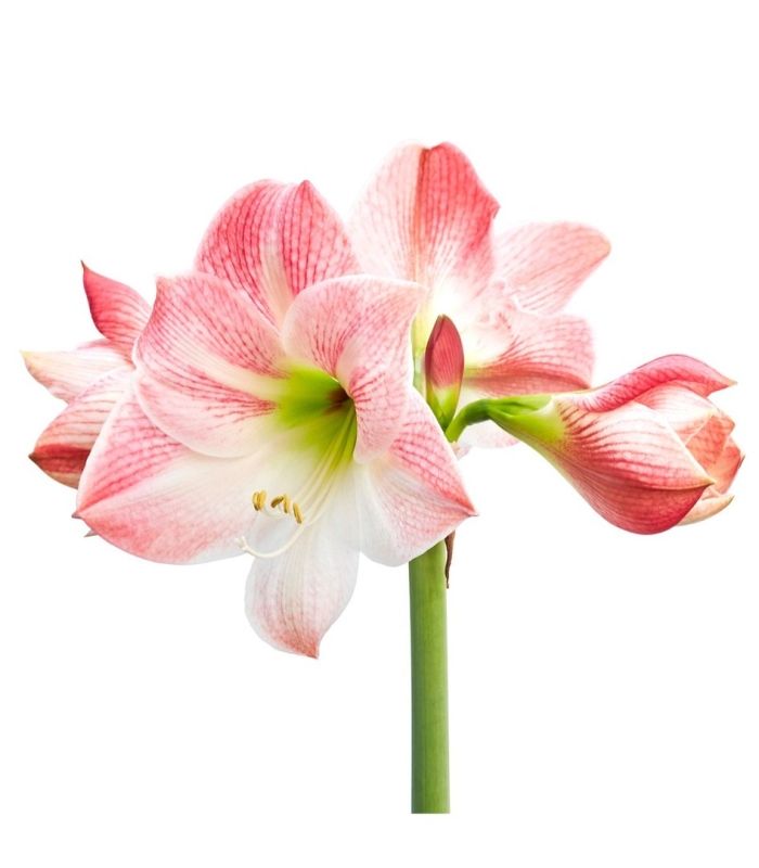 Гиппеаструм свит лилиан